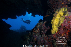 A diver explores a colorful swim through at Cinderella's ... by Susannah H. Snowden-Smith 